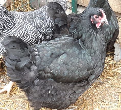 Australorp | Wild Acres