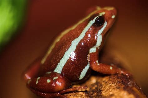 Phantasmal Poison Frog | This poison frog secrets a toxin ca… | Flickr