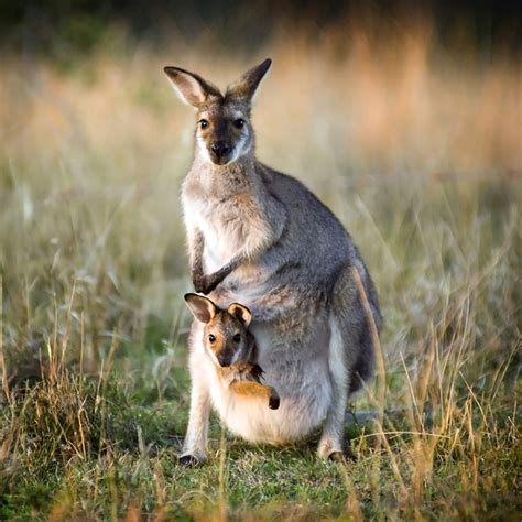 Newborn Baby Kangaroo