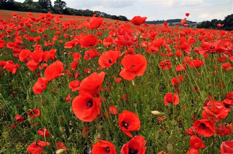 Happy Memorial Day 2014 from the Zaloom Law Firm! | Flower seeds ...