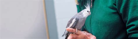 Bird Vet Nashville-Davidson - Emergency Exotic Avian Vet Near Me