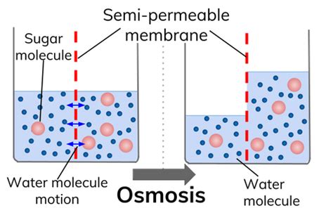 Osmosis Diagram Gcse