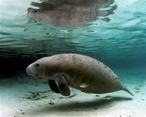 Manatee Facts For Kids | Herbivorus Marine Mammal