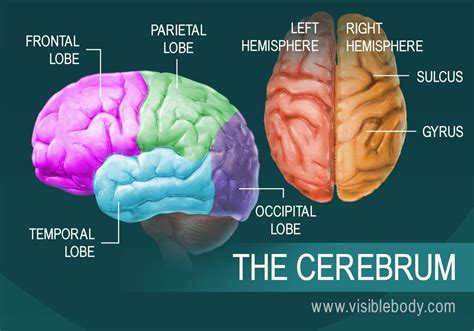 A diagram of the parts of the cerebrum | Brain anatomy, Human brain ...