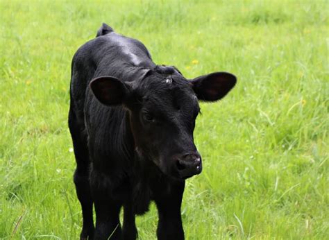 Black angus calf Stock Photos, Royalty Free Black angus calf Images ...