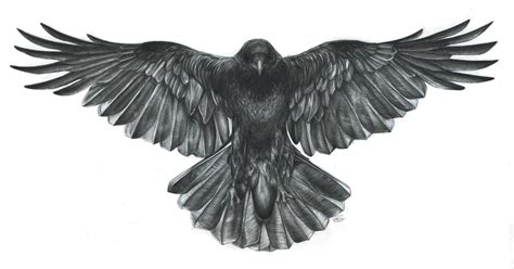 Crow_scan_sml.jpg (JPEG-afbeelding, 2210 × 1157 pixels) | Corvidae ...