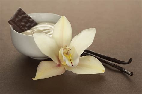 1366x768px | free download | HD wallpaper: white vanilla orchid and ...