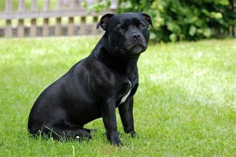 Growth Staffordshire Bull Terrier - Puppy weight chart Staffordshire ...