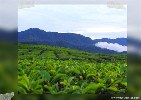 Tea cultivation in Sri Lanka