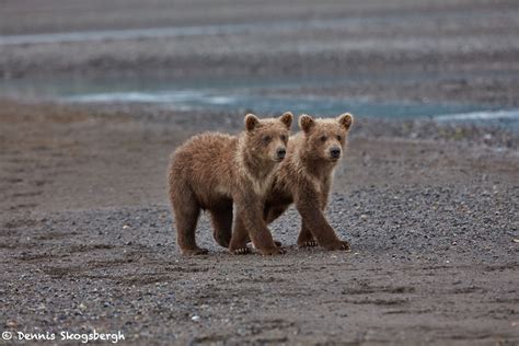 6874 Kodiak Bear Cubs , Katmai National Park, Alaska - Dennis ...