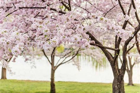 Blooming Seasons of Flowering Cherry Trees