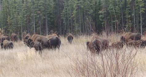 Wood Bison - Ember Archaeology