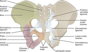 Ischium Bone