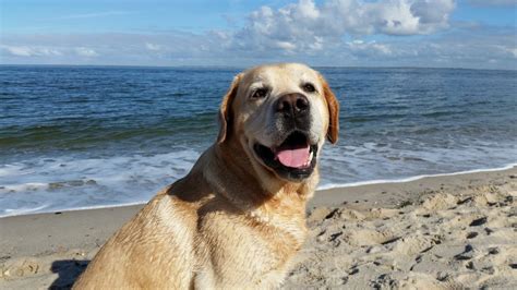 De ce este Labradorul câinele preferat al creatorilor de film de la ...