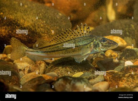 striped ruffe, schraetzer, Danube ruffe (Gymnocephalus schraetzer ...