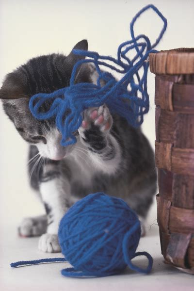 Kitten playing with yarn Free Photo Download | FreeImages