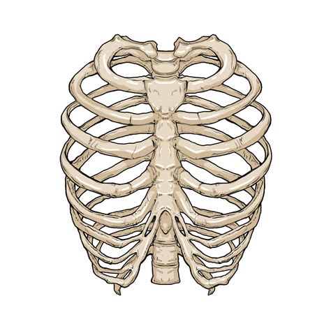 Hình ảnh Mẫu Mô Phỏng Xương Sườn PNG , Lồng Xương Sườn, Xương, Bone PNG ...