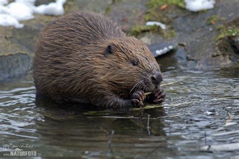 European Beaver Photos, European Beaver Images, Nature Wildlife ...