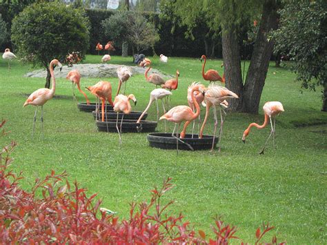 Parque Jaime Duque un esfuerzo 100% Colombiano: Flamencos