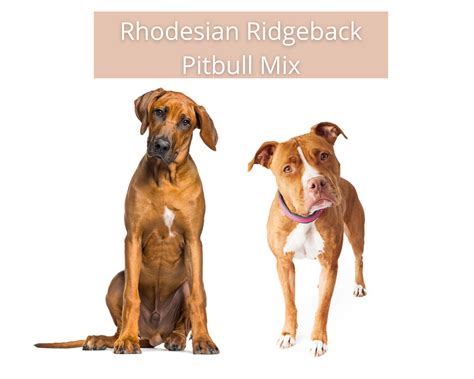 The Rhodesian Ridgeback Pitbull Mix (Explained) - Four Paw City