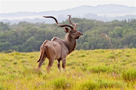 Kudu Majestic Animals, Rare Animals, Animals Beautiful, Funny Animals ...