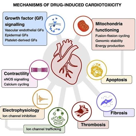 Comprehensive review of Drug-Induced Cardiotoxicity - Kauvery Hospital