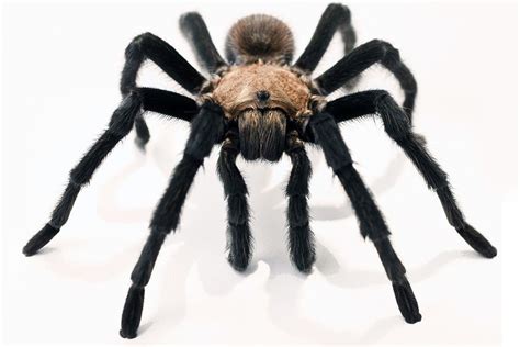 Tarantulas Rarely Bite (And Other Facts About the Friendly Spiders)