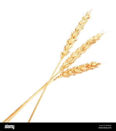 golden wheat isolated on white background Stock Photo - Alamy