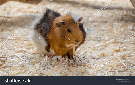 Baby Guinea Pig Eating Hay Stock Photo 1180115218 | Shutterstock