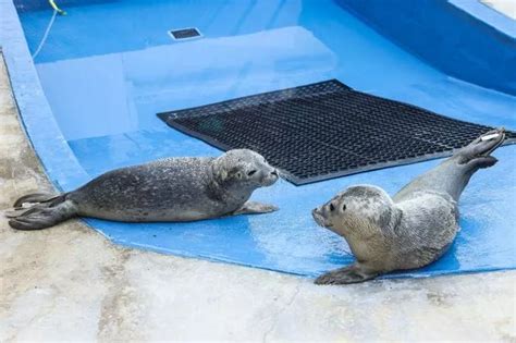 Skegness seal sanctuary's call for help to buy new rescue van as it ...