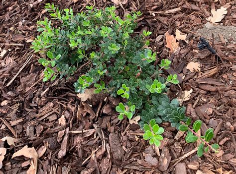 Manzanita 'Emerald Carpet' (Arctostaphylos 'Emerald Carpet') is a low ...