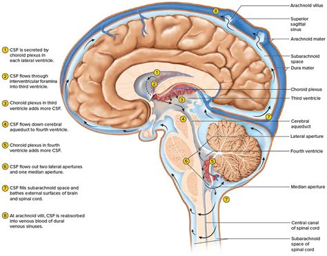 Human Brain Anatomy and Function - Cerebrum, Brainstem