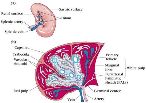 Spleen - Location & Function - Symptoms of Enlarged & Ruptured Spleen