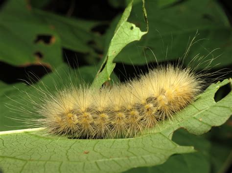 Fuzzy Caterpillar Poisonous