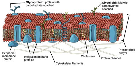 Movement of Substance Across the Plasma Membrane