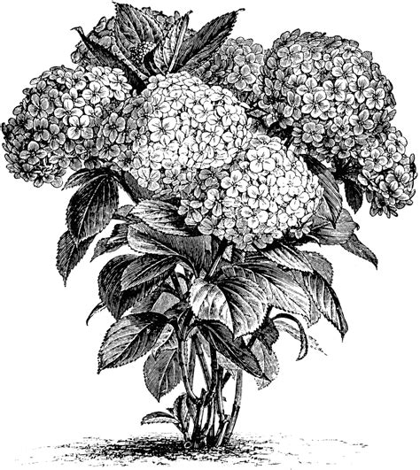 Free Vintage Hydrangea Cliparts, Download Free Vintage Hydrangea ...