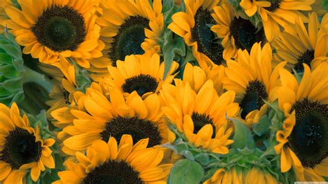 Sunflower Wallpapers (72+ images)