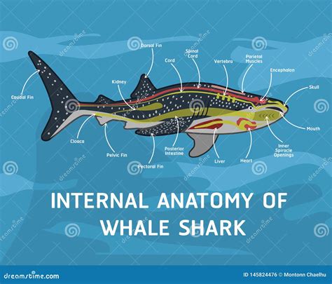 Great White Shark Internal Anatomy