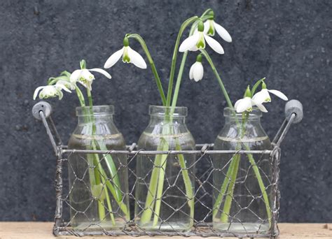 How to grow snowdrops - The Tea Break Gardener