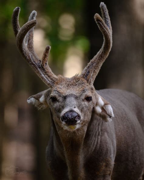 A very, very old buck I photographed. – The Almanac