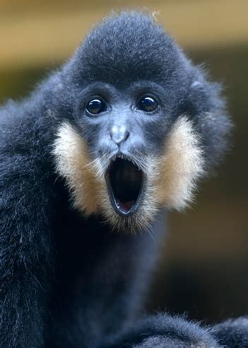 Facial Expression Of The Black Crested Gibbon Stock Photo - Download ...