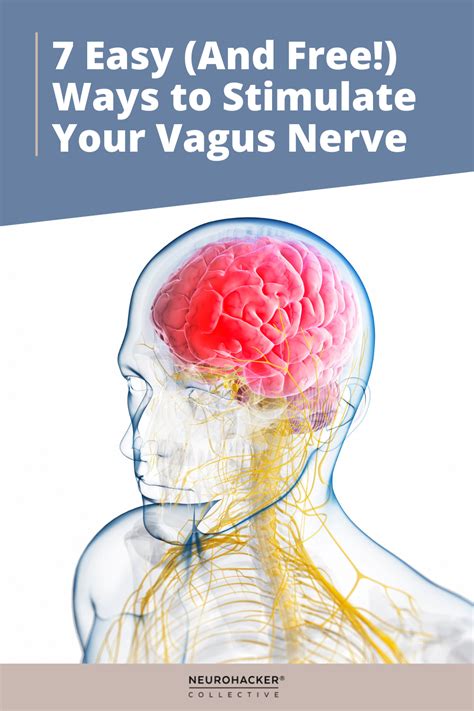 7 Easy (And Free!) Ways to Stimulate Your Vagus Nerve | Vagus nerve ...