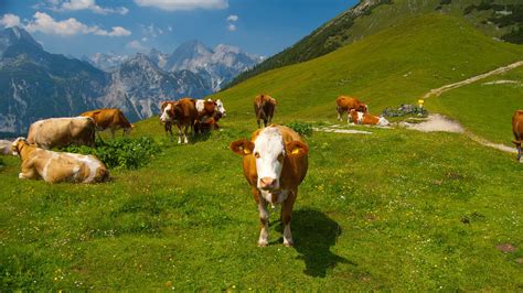 Cows in the Alps [4] wallpaper - Animal wallpapers - #12189