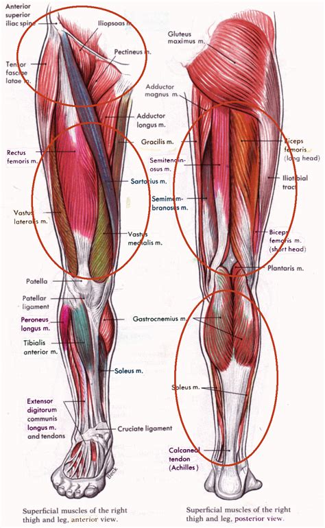 Take 5 Bodywork Blog & Articles: Knee Pain & IT Band Syndrome