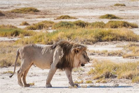 A Guide to Namibia Self Drive Safari in Etosha National Park - The ...