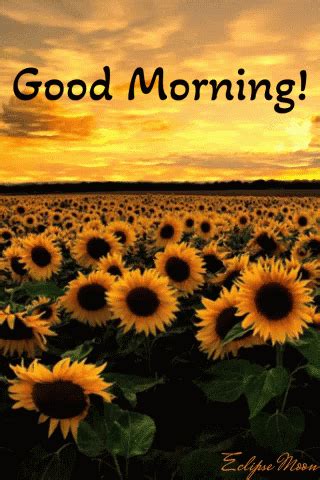 Good Morning Sunflowers GIF - Good morning Sunflowers Field - Discover ...