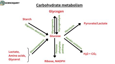 Define carbohydrate metabolism - ScienceQuery