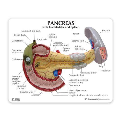 Pancreas Model Anatomy