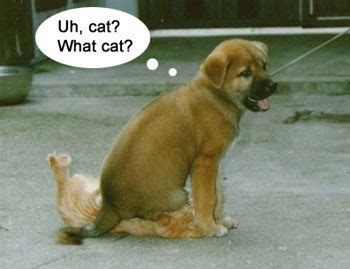 Funny & Cute Dog and Cat Pics - Dog and Cat Funnies Part 2