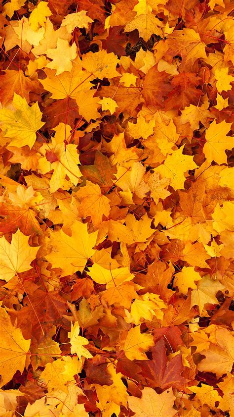 Fall Leaves Wallpaper Desktop